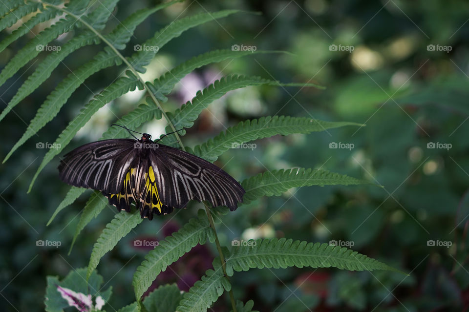 black butterfly in the garden