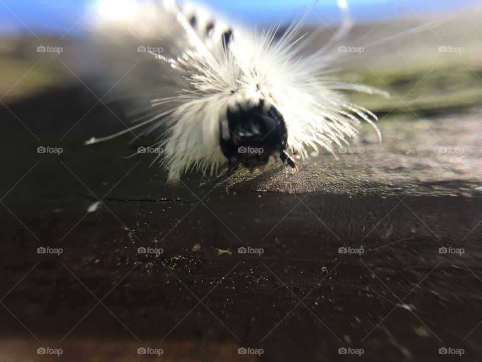 White Fuzzy Caterpillar face