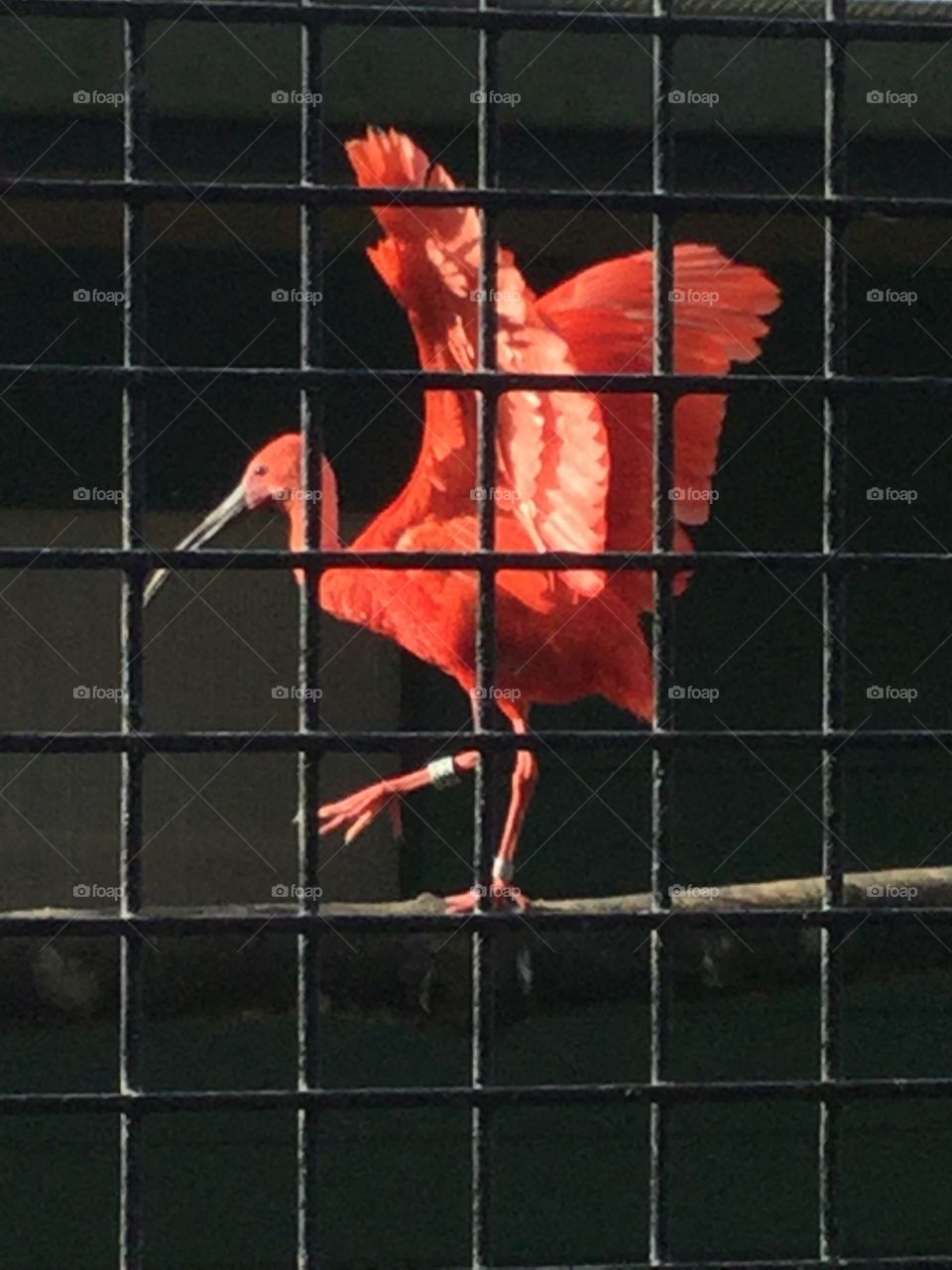 Stunning bird, in the zoo. 