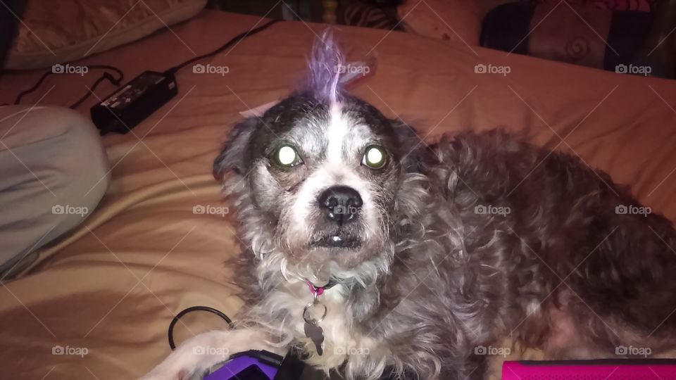 Dog's mohawk is natural, but I can't say the same for the color purple.