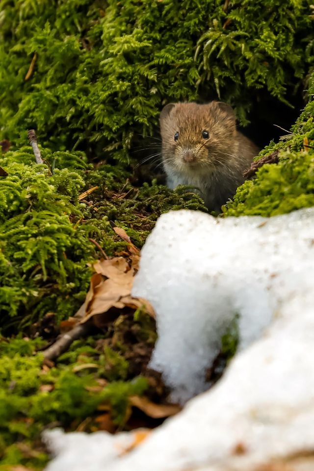 Mouse
