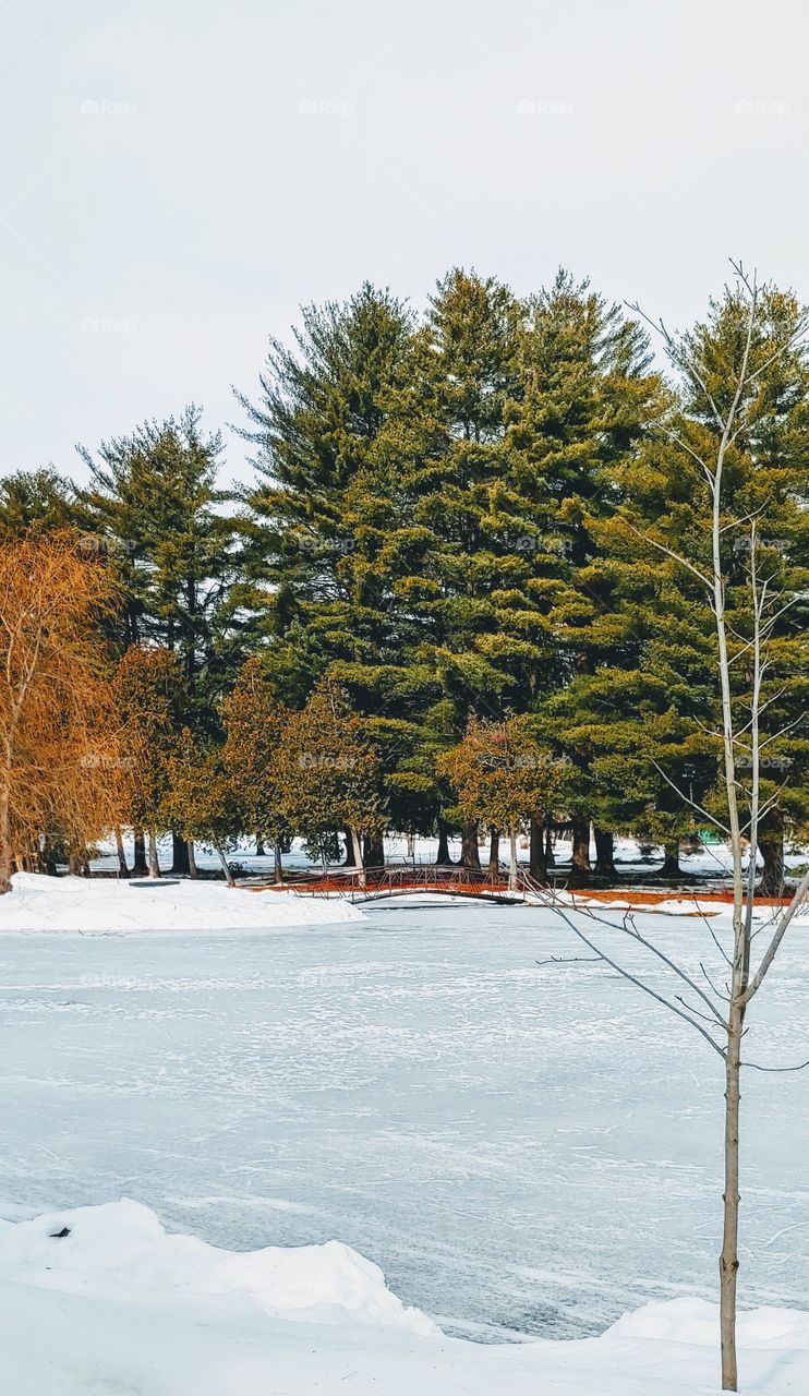 Frozen pond!