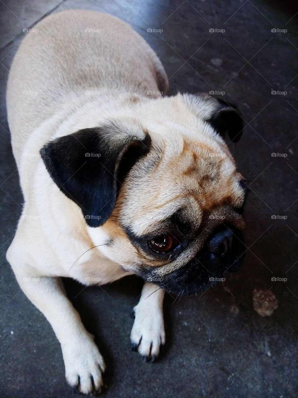 summer pet