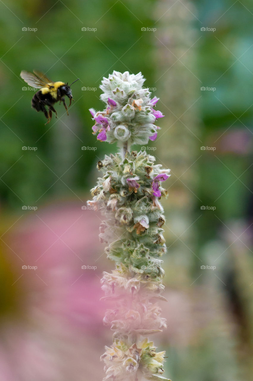 A bumblebee  descends on a flower.

