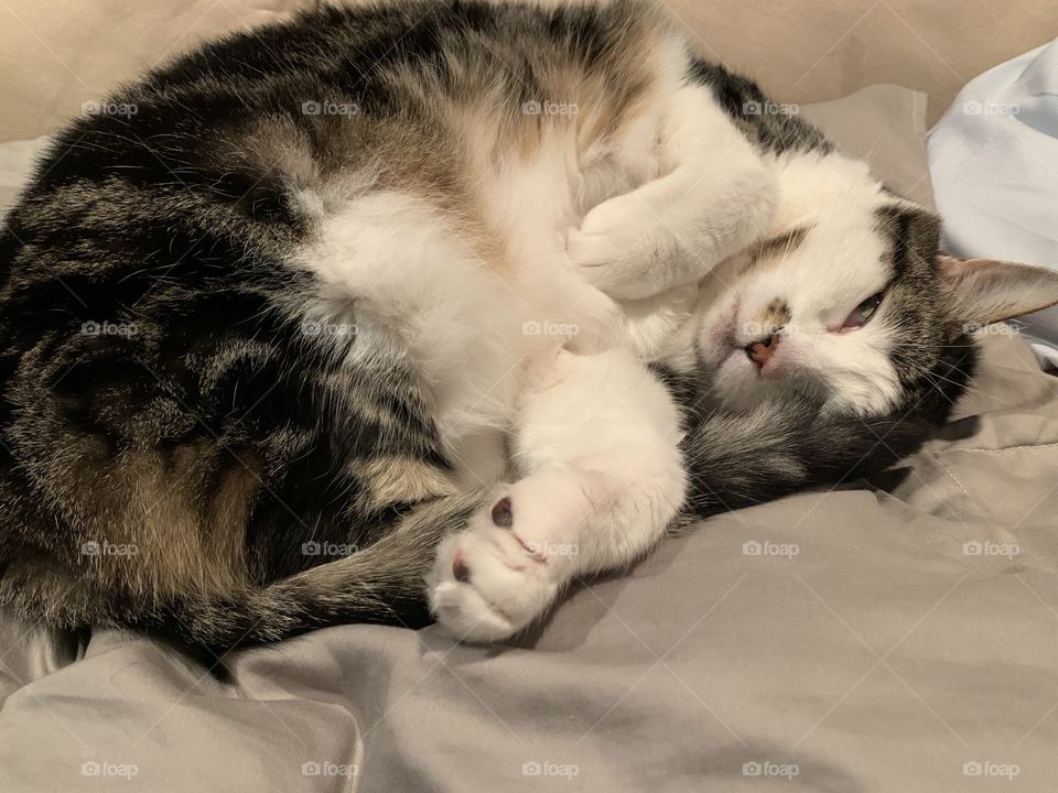 Brown and white tabby cat 