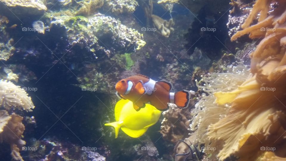 Found Nemo!. A clown fish floating around at the zoo.