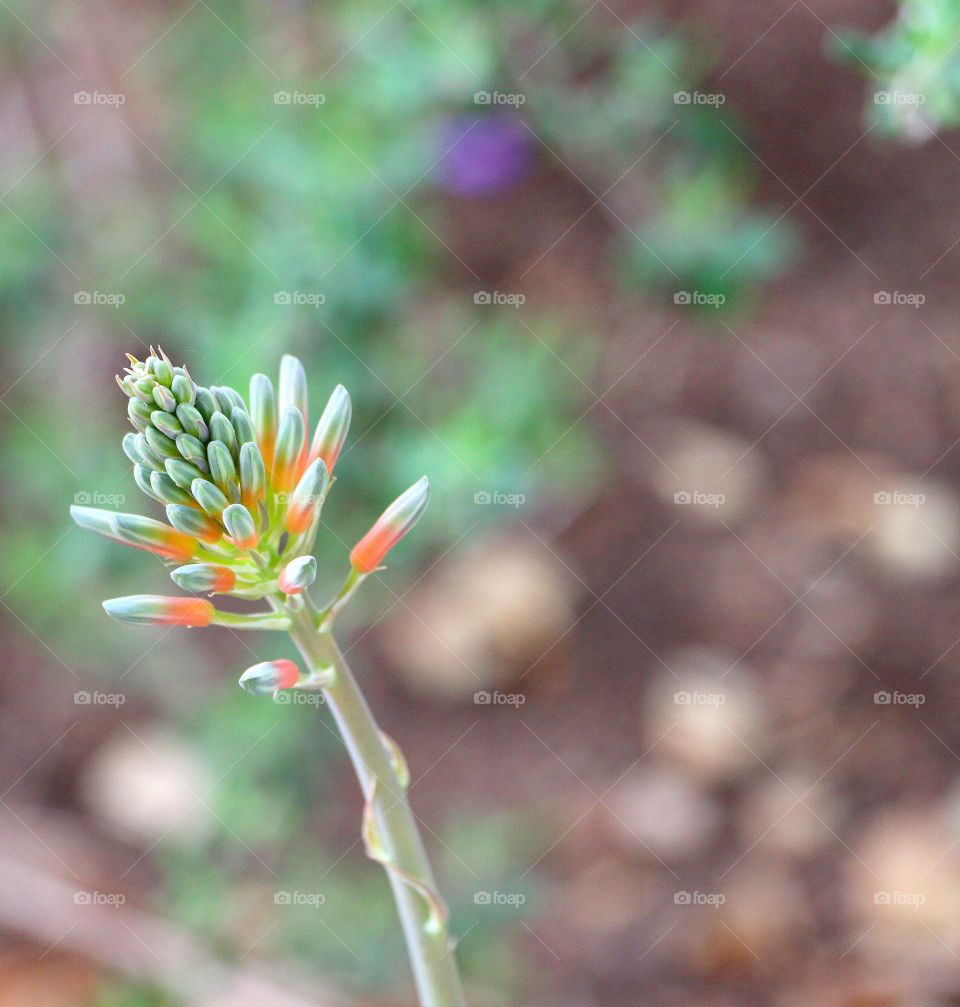 Agave bud growing at outdoors