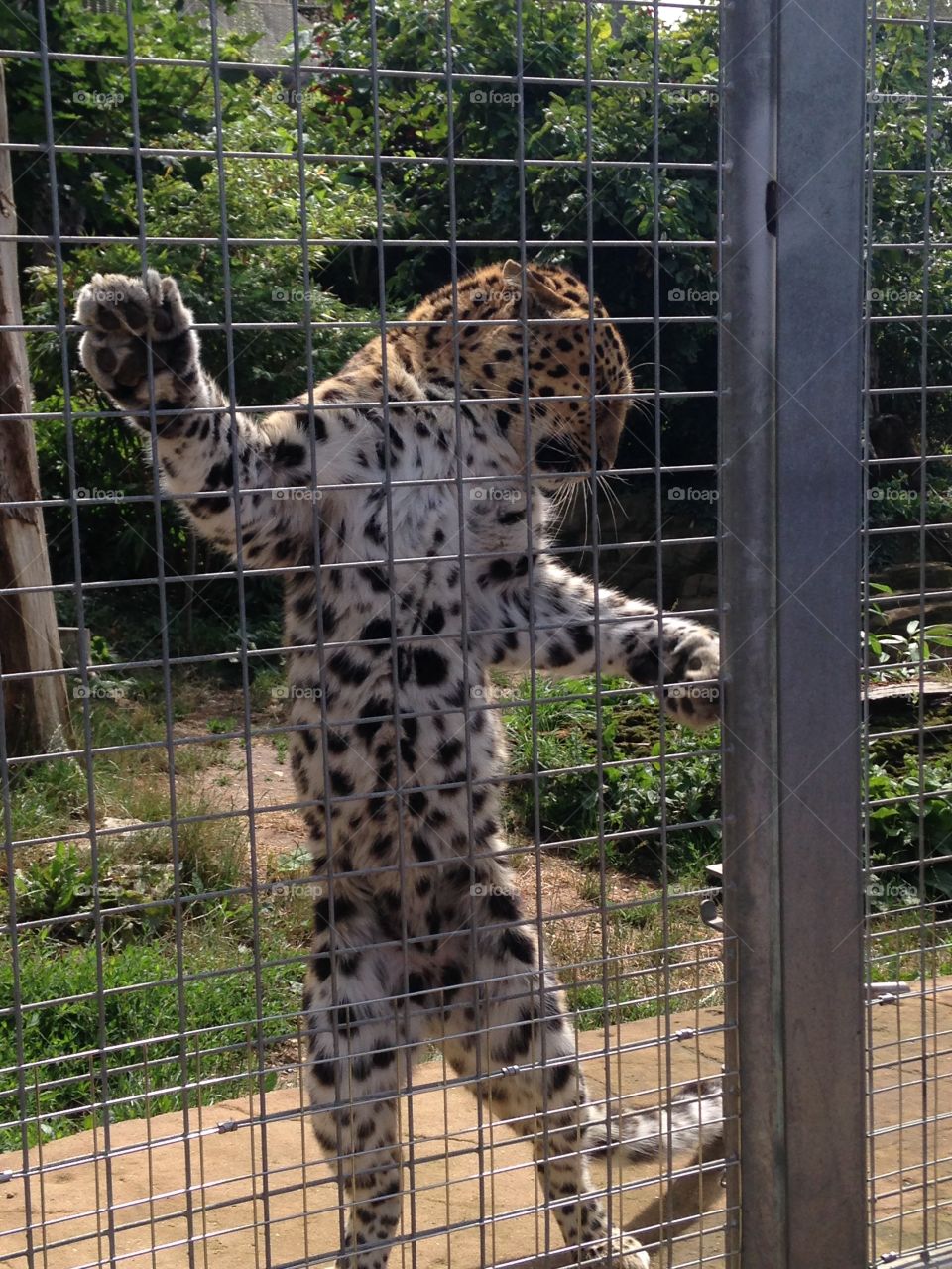 Amur leopard at Colchester zoo