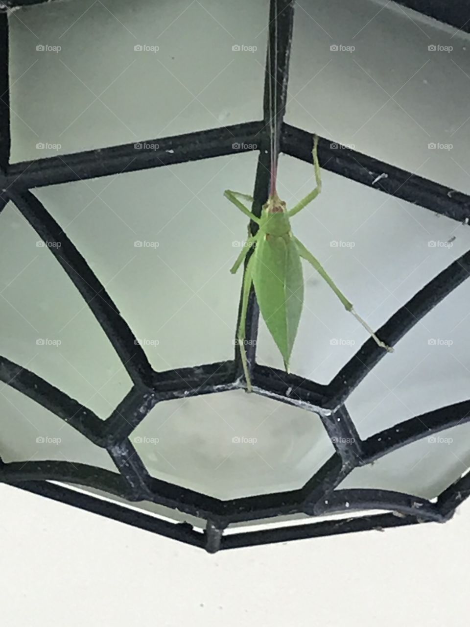Katydid