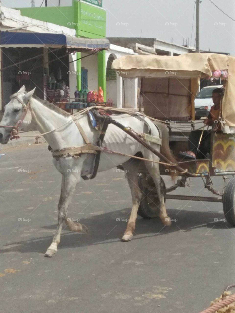 Public transport in Morocco:  Caleche.