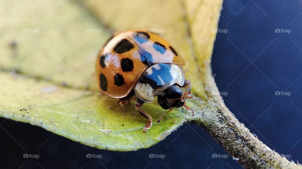 Lady bug