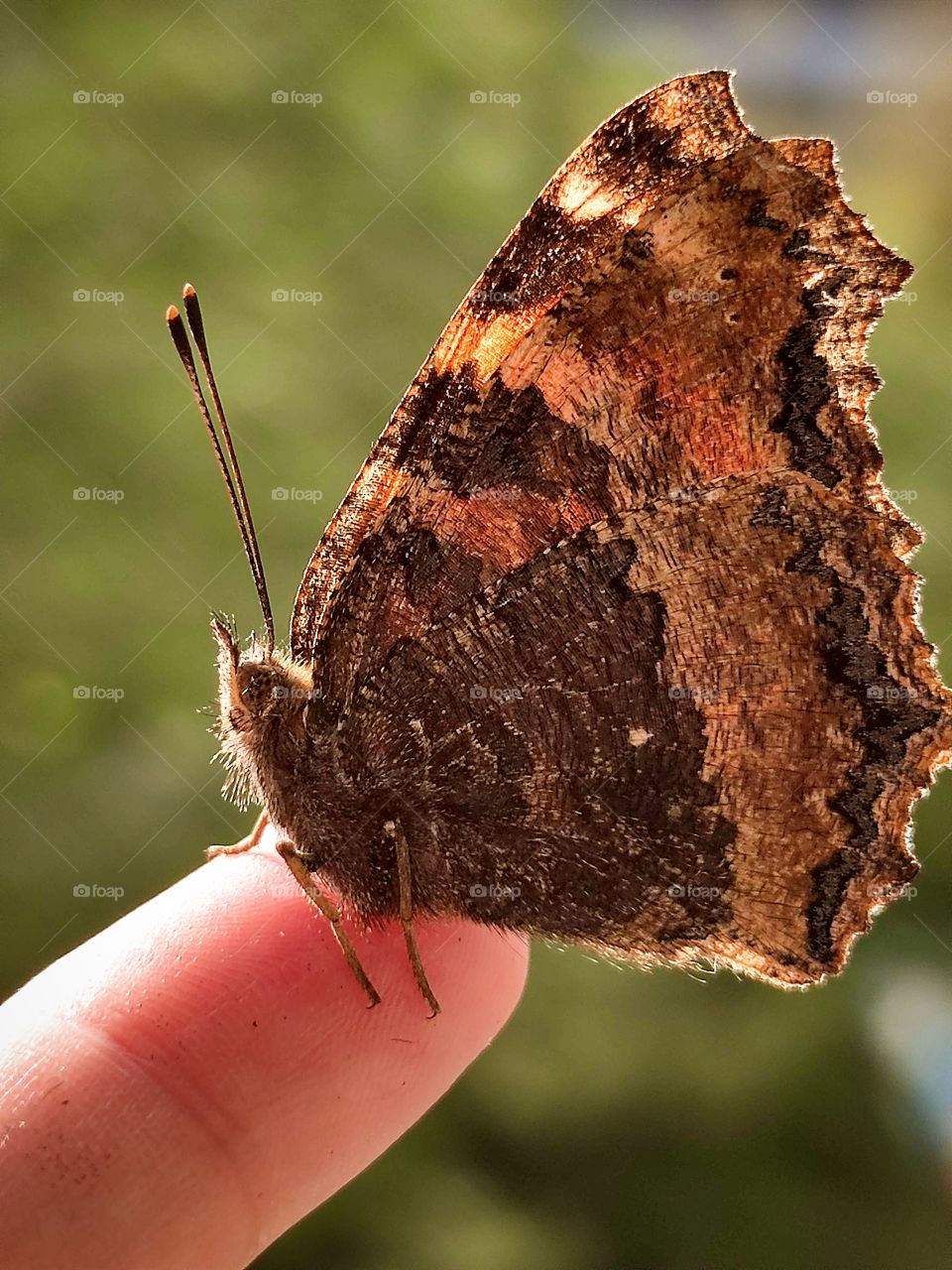 brown butterfly folded its wings and sits on a finger