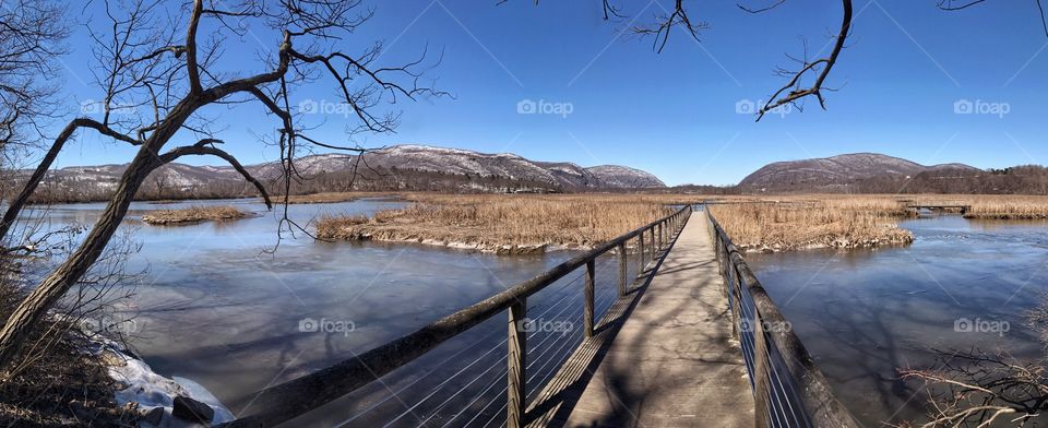 Wintry Marshlands 