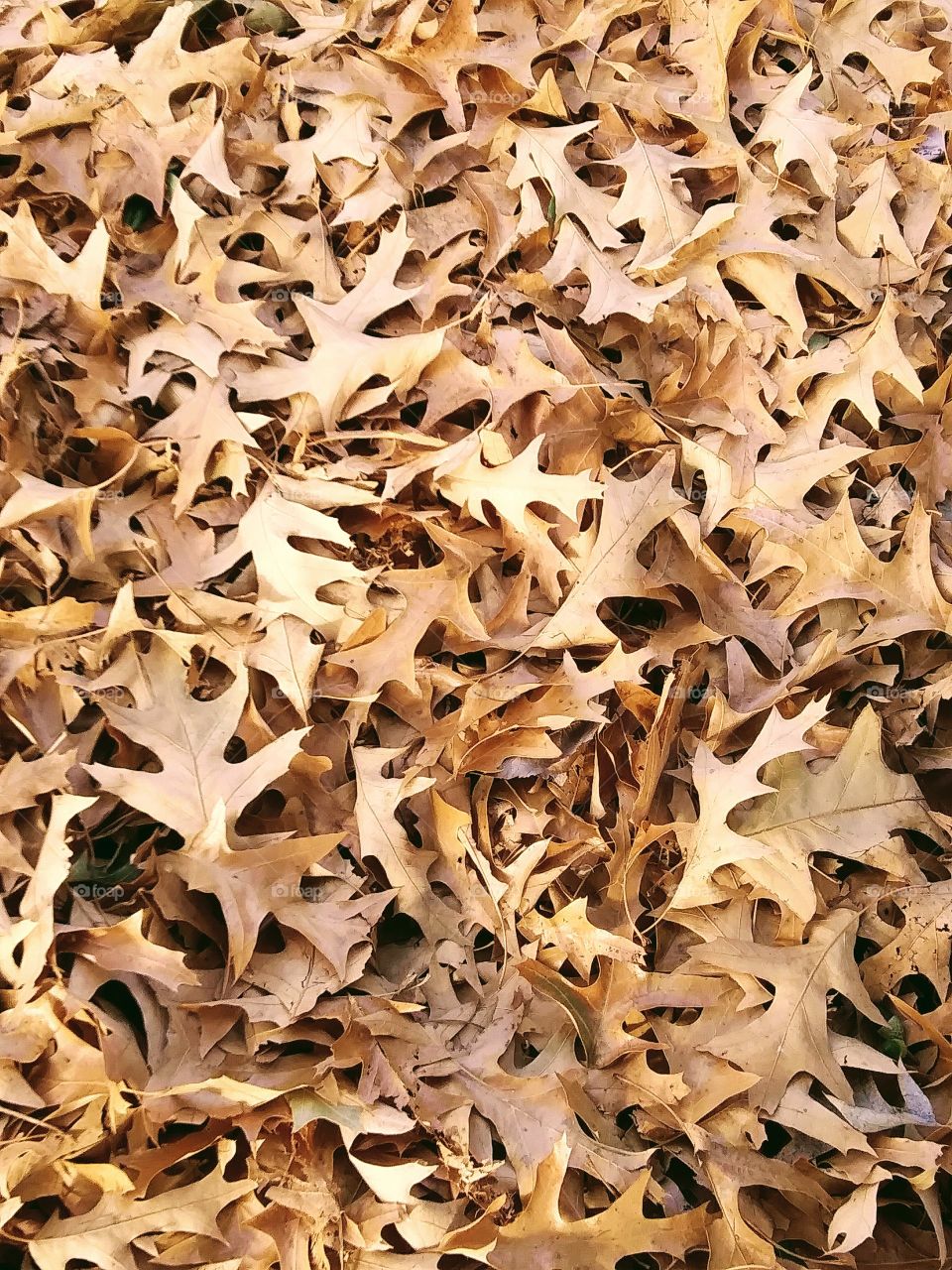 oak leaves on the ground