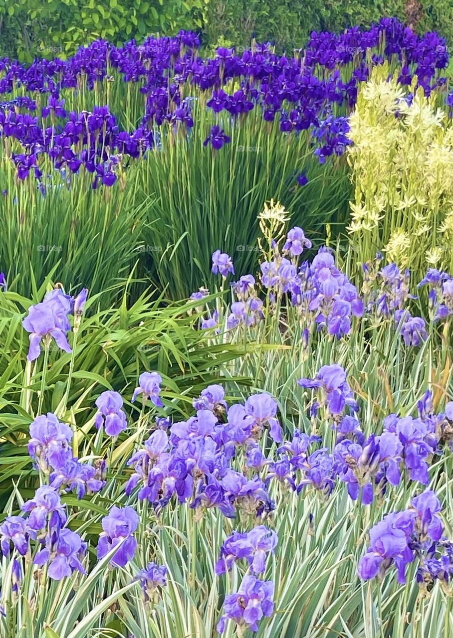 Iris Garden