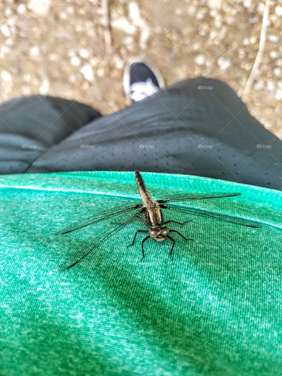 Dragonfly resting on a green shirt