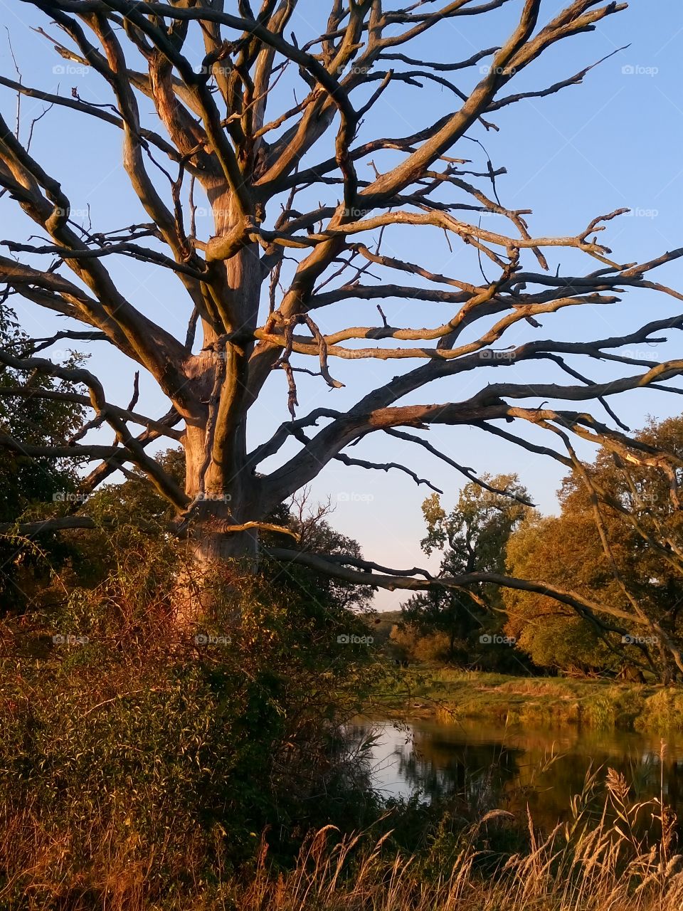 polish nature,  autumn,  at the river pool