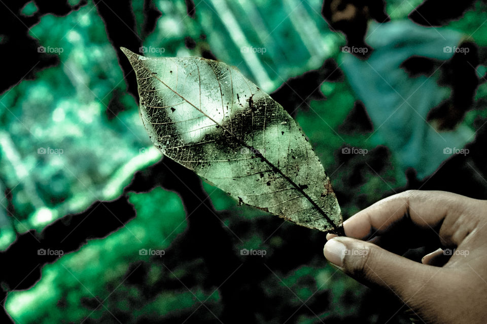 Transparent leaf... Mother nature's magic