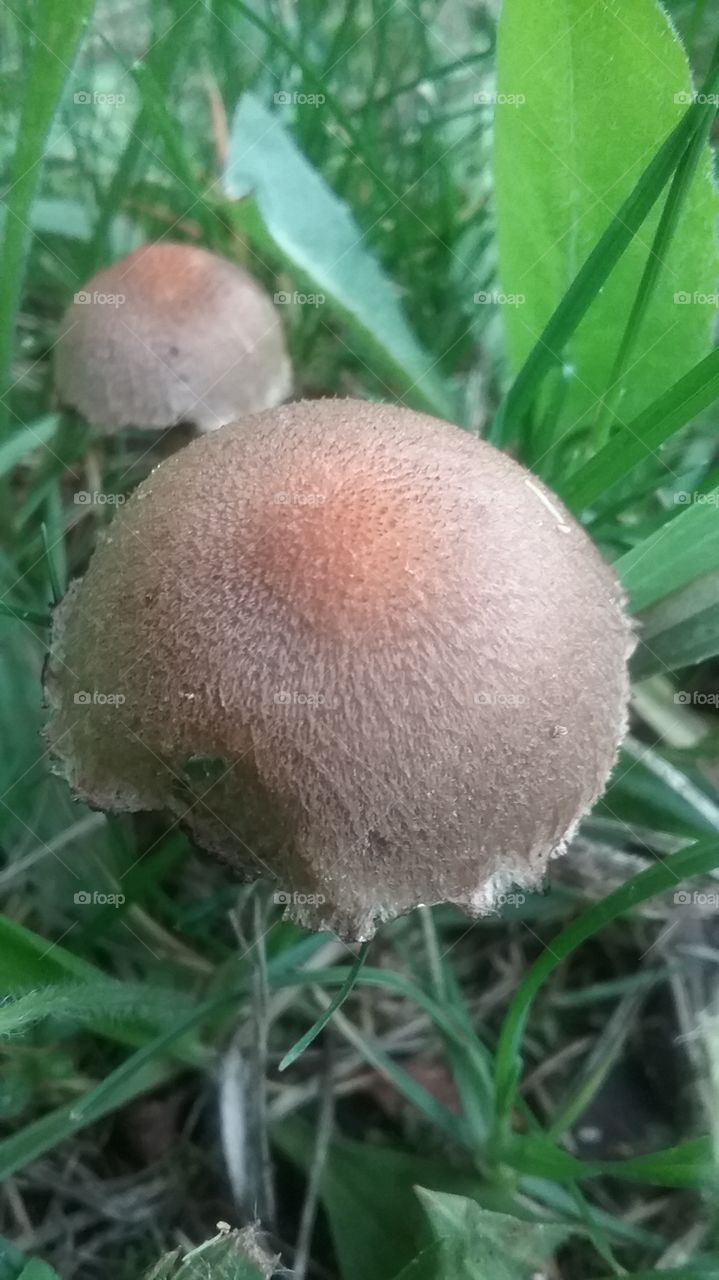 Zoomed Shroom
