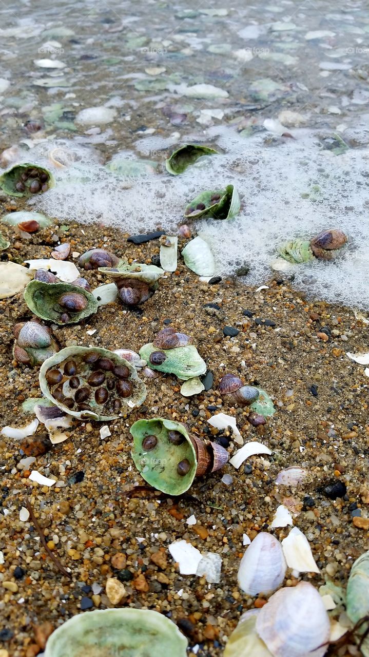Washed up shells