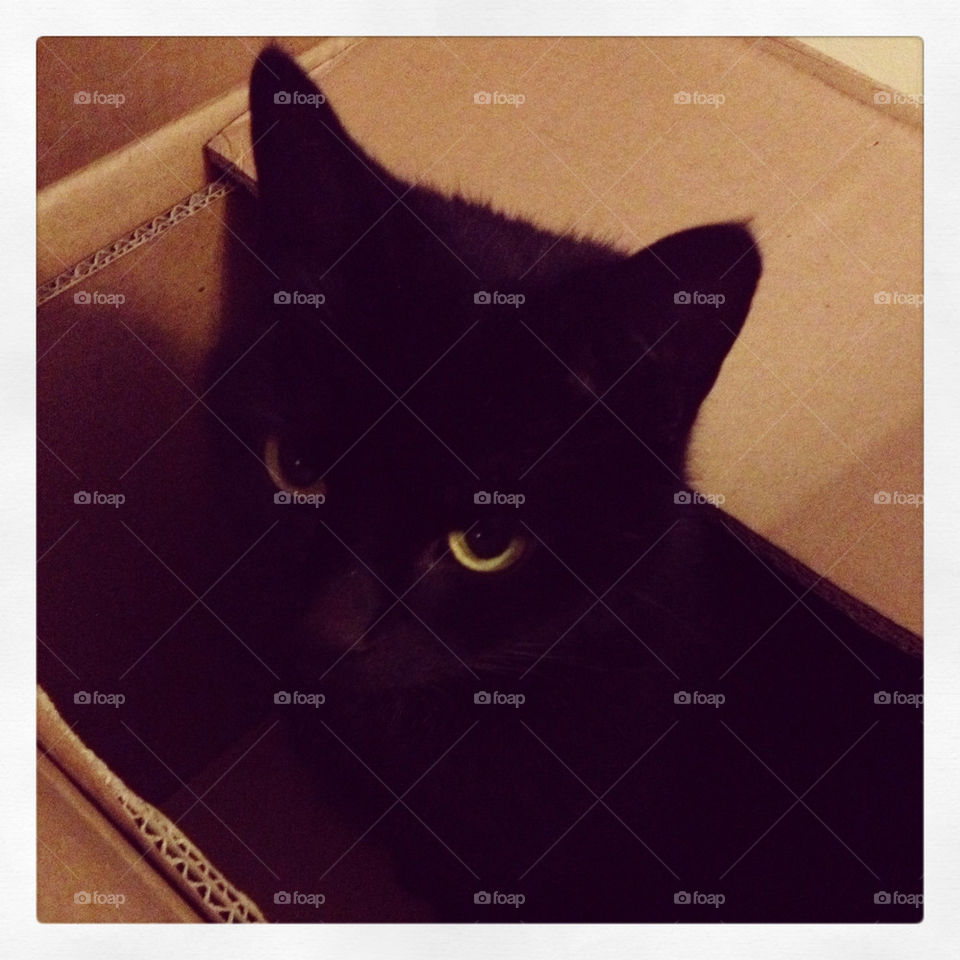 Cat in the box