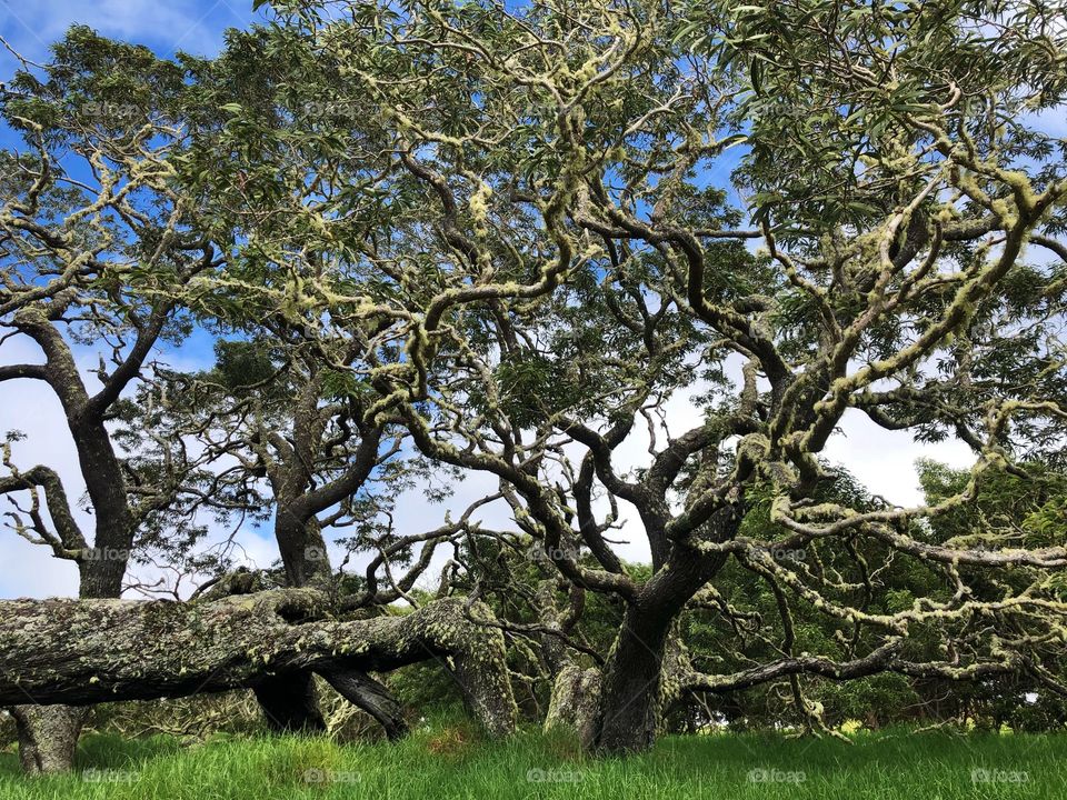 Old and beautiful tree in a forest that is being restored by people in Hawaii. 