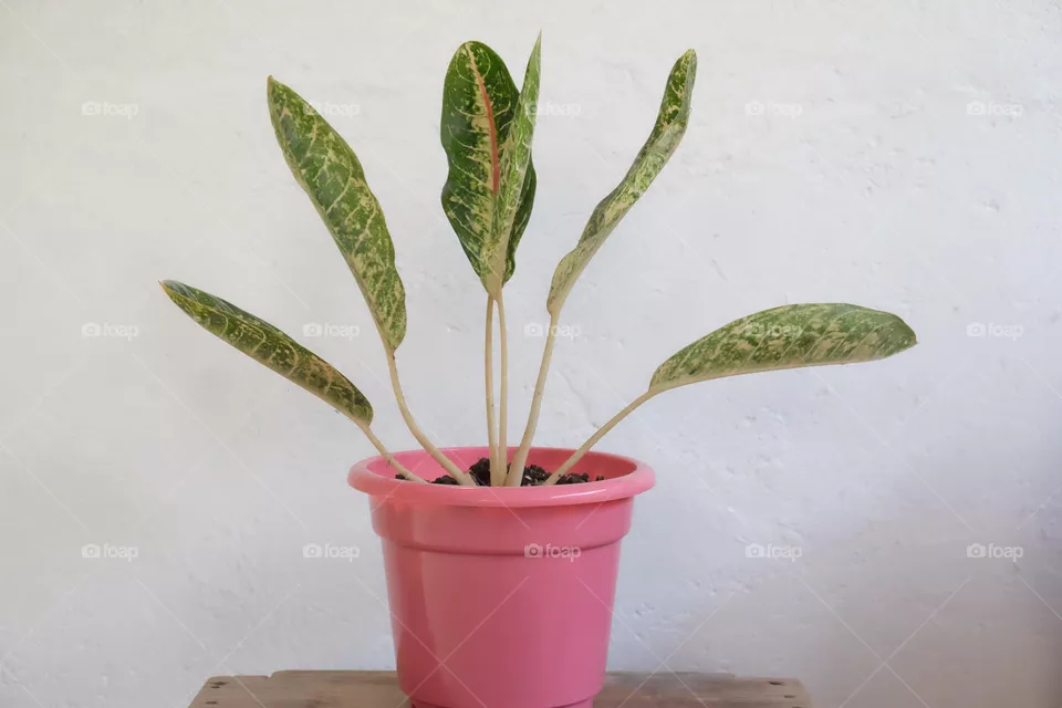 Aglaomena Plant