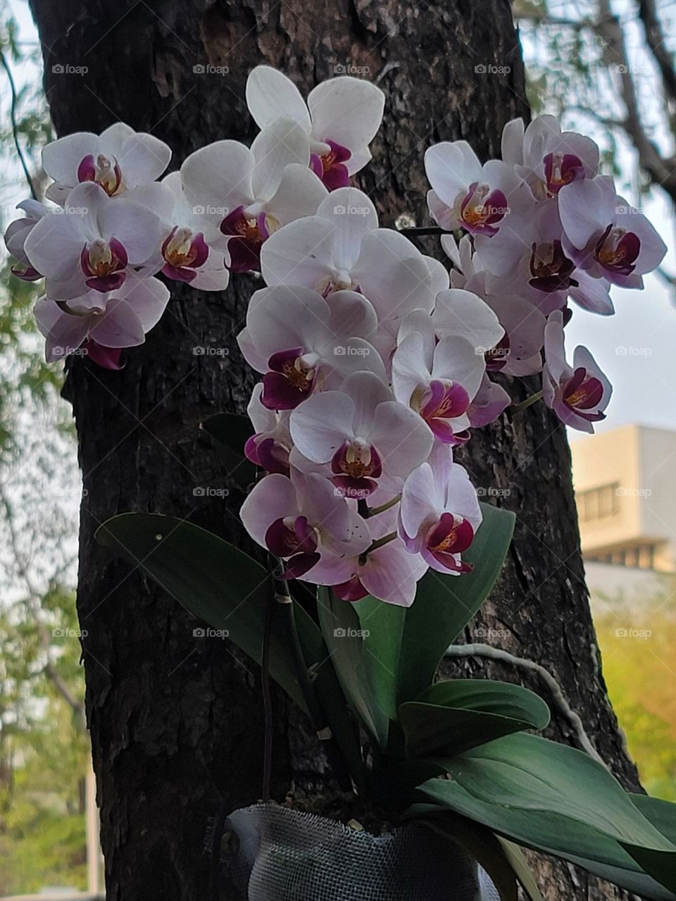 Phalaenopsis on tree.