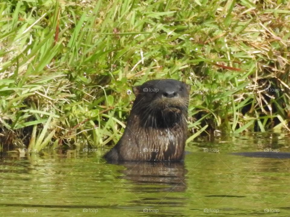 Otter pose