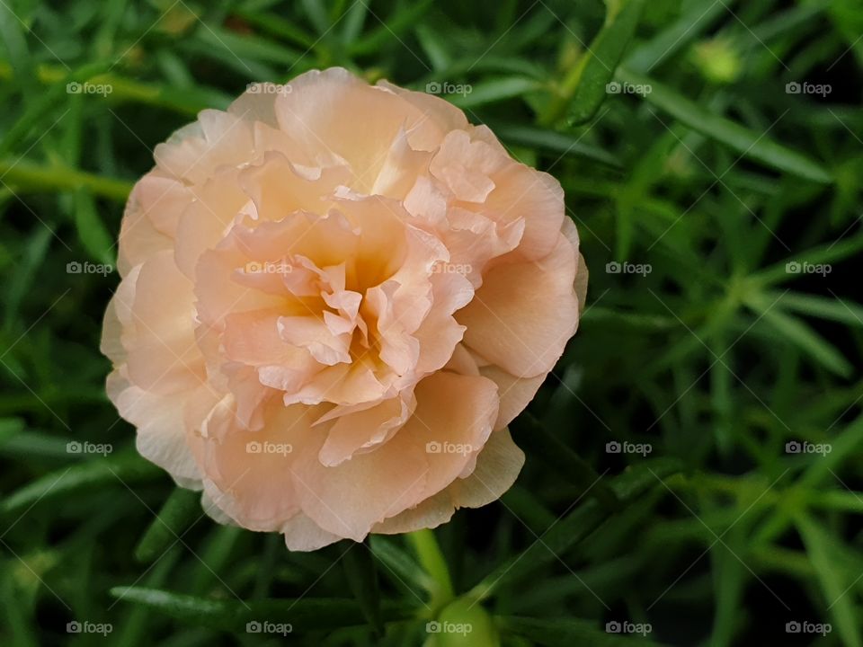 the Portulaca Grandiflora