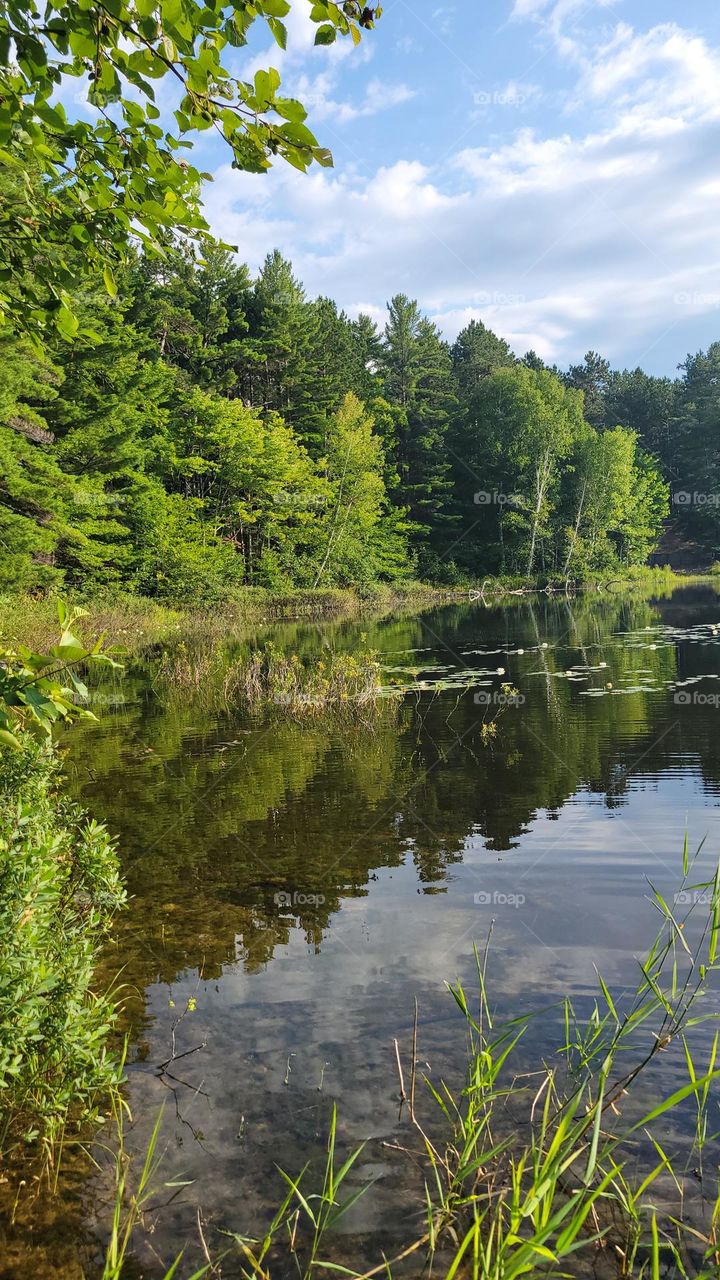 Lily Pads on Pearch Lake
