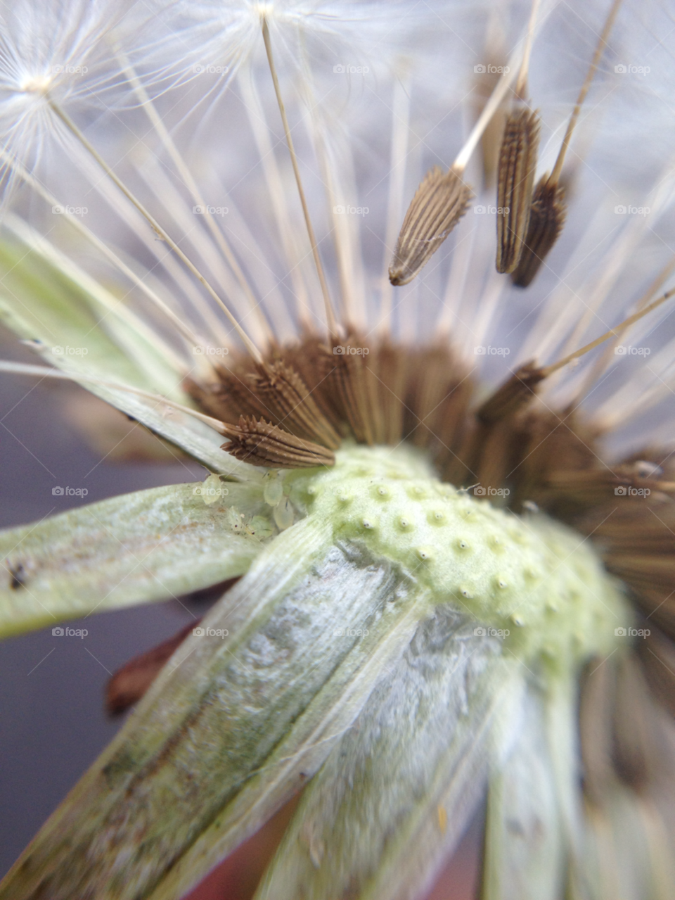 nature dandelion macro closeup by Elina