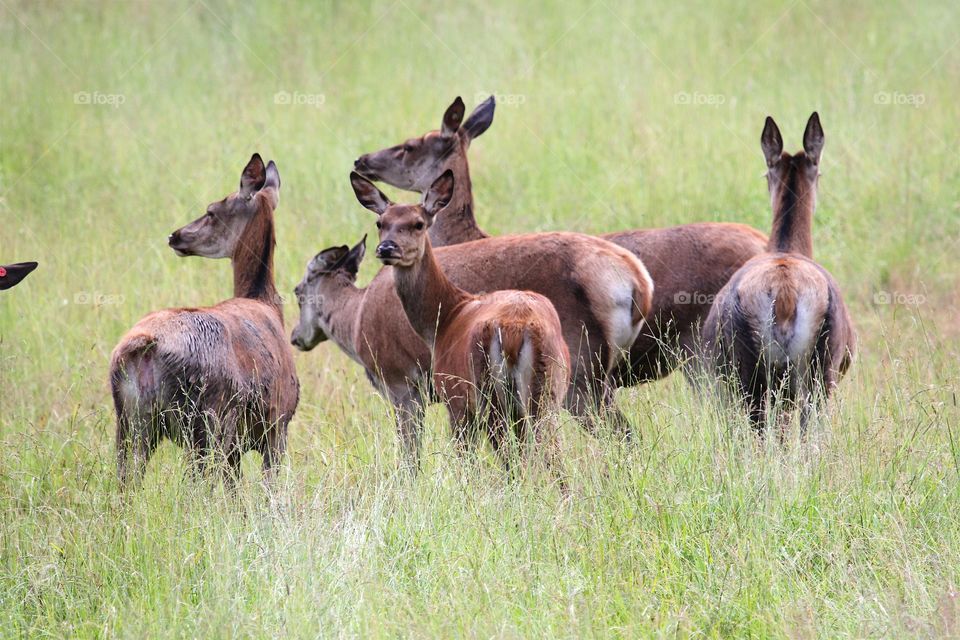 deer females in the deer farm