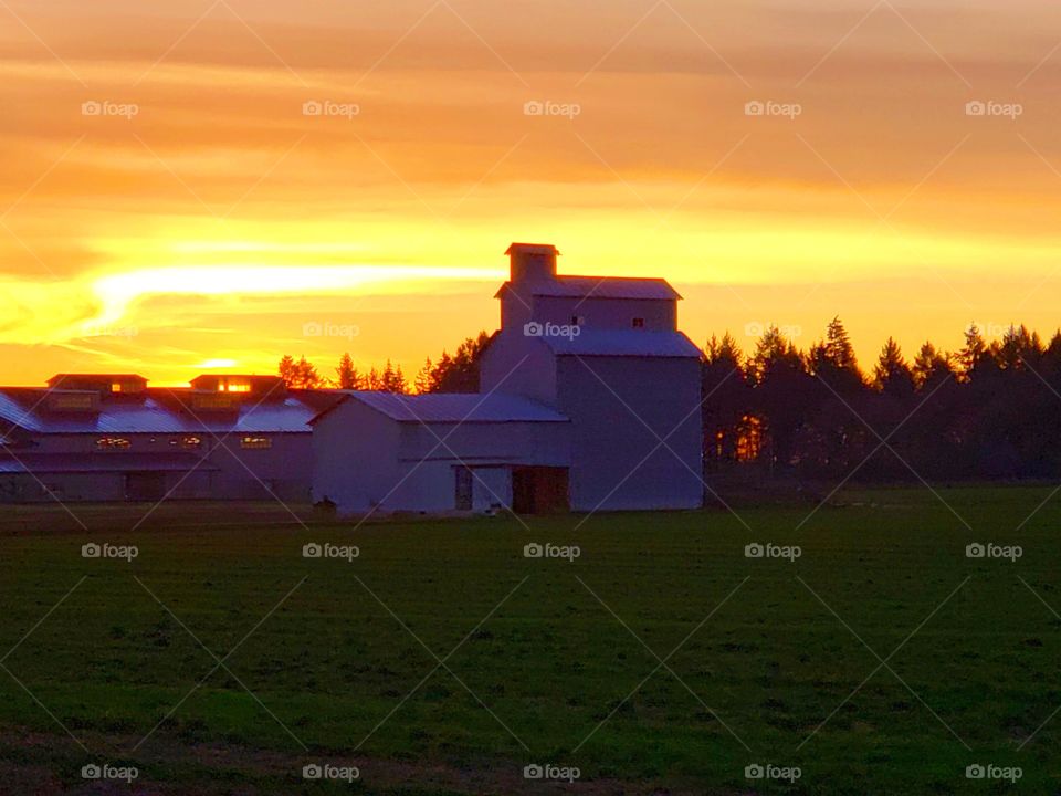 early morning on the farm