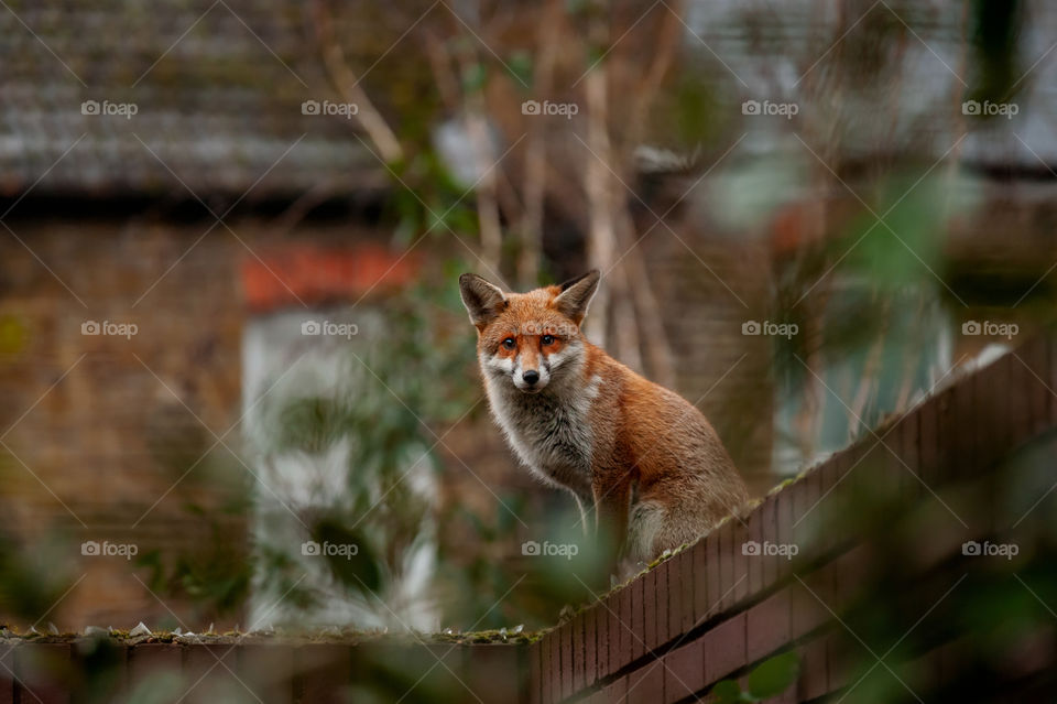Urban wildlife, Red fox (Vulpes vulpes). Sitting on top of brick wall during his early morning territory visit in residential gardens. London. UK.
