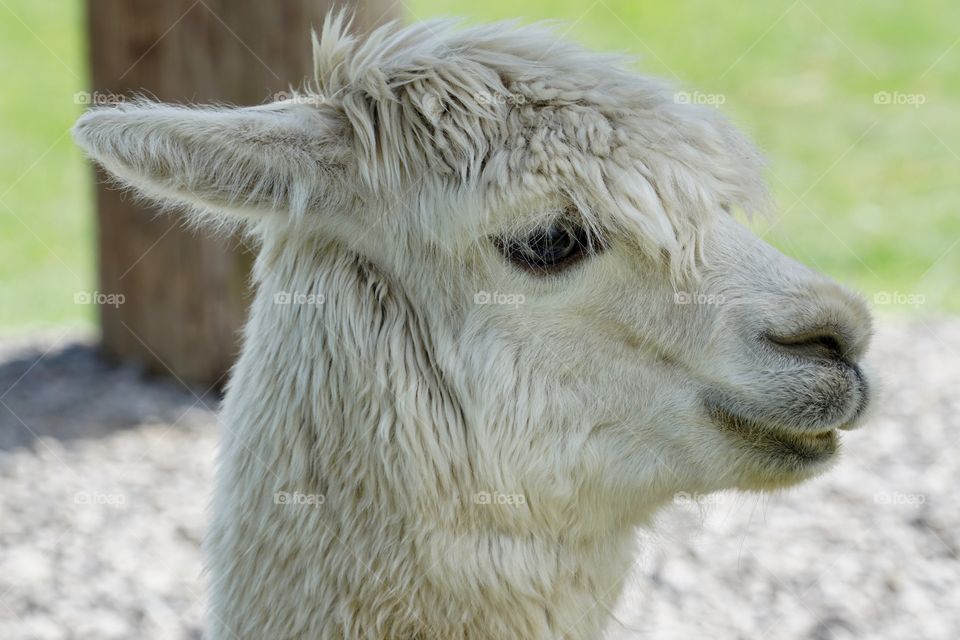 Close-up of white alpaca