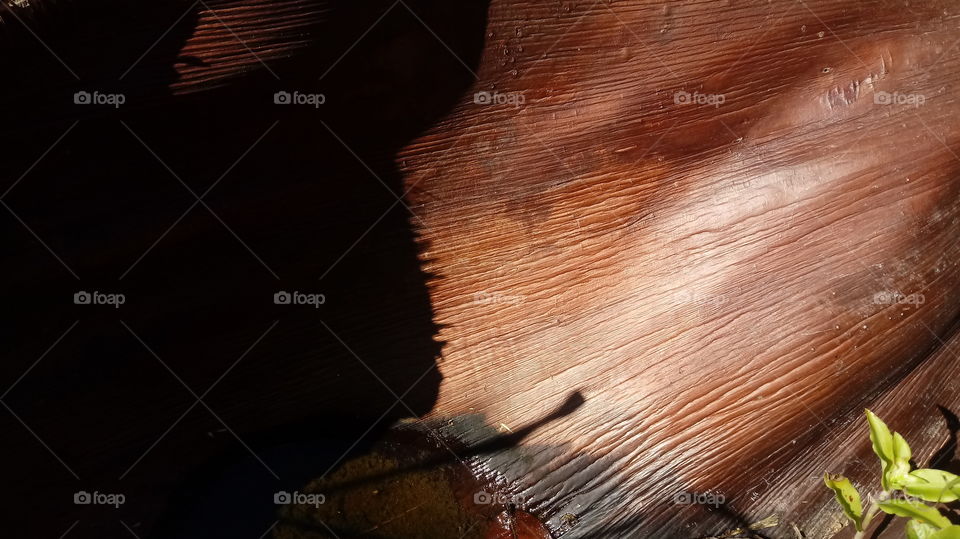 FOLHAGENS SECA DE PALMEIRAS