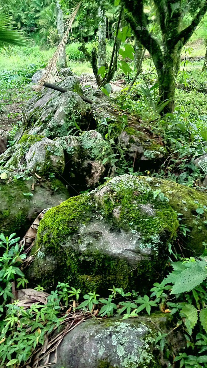 PLANT GARDEN FLOWERS BOTANICAL ENVIRONMENT STONES