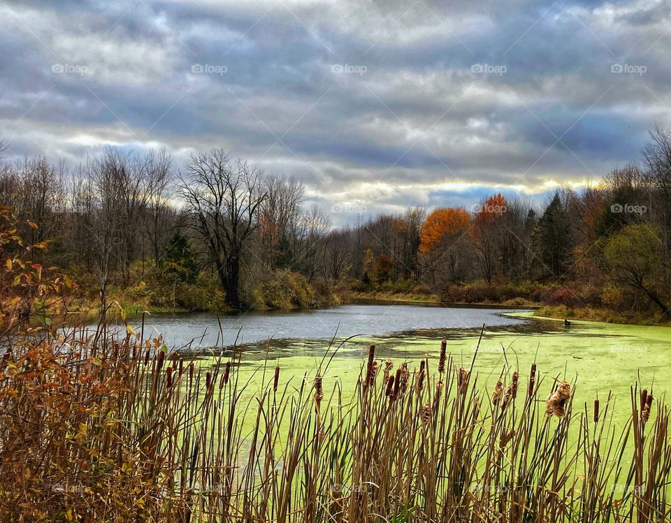 Small lake in the fall surrounded by trees under a cloudy gray sky and the lake has green algae on a large portion of it