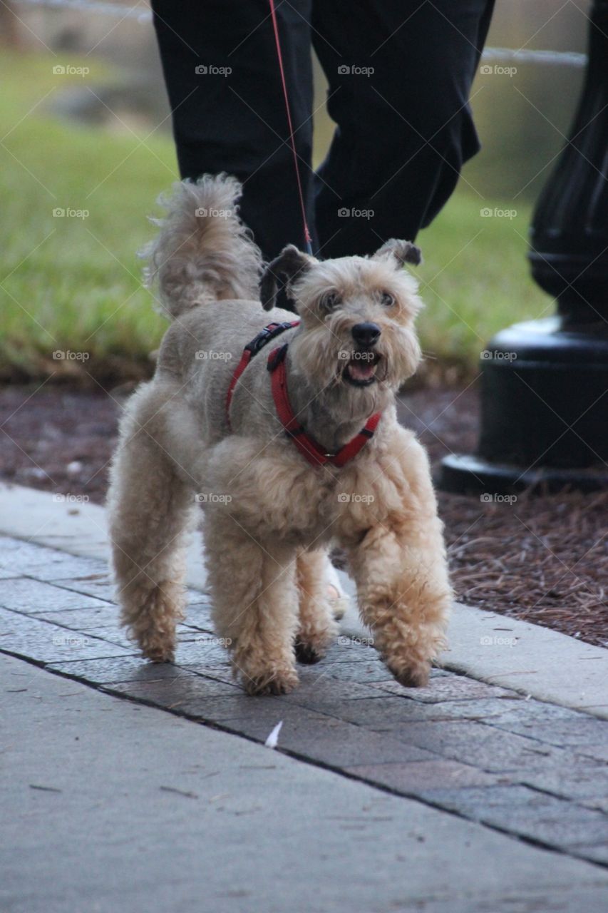 Cute terrier