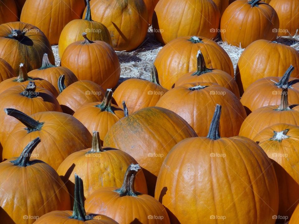 Punkins