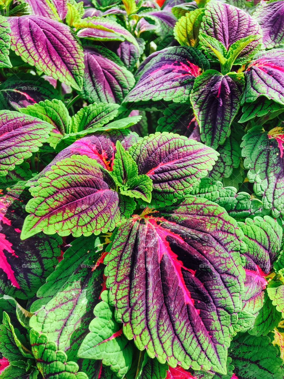 Full frame of bright leaves