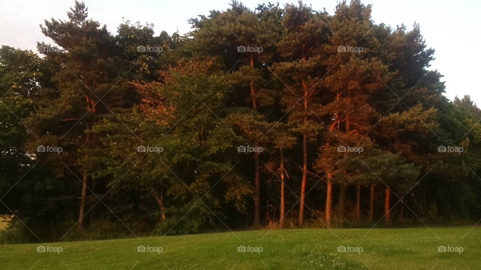 Tree, Landscape, No Person, Fall, Outdoors