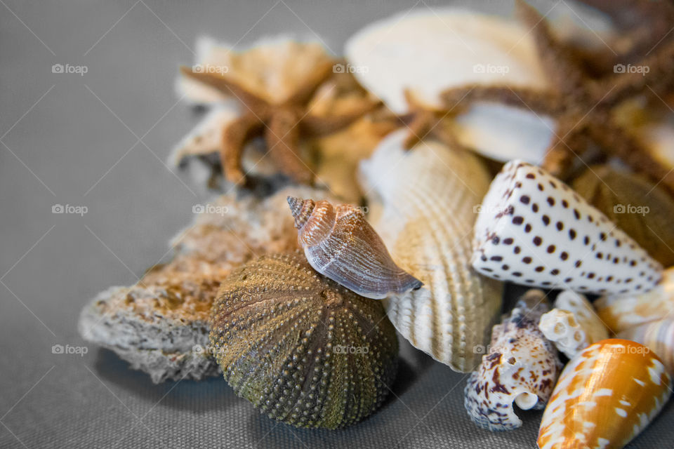 Close-up of a seashells