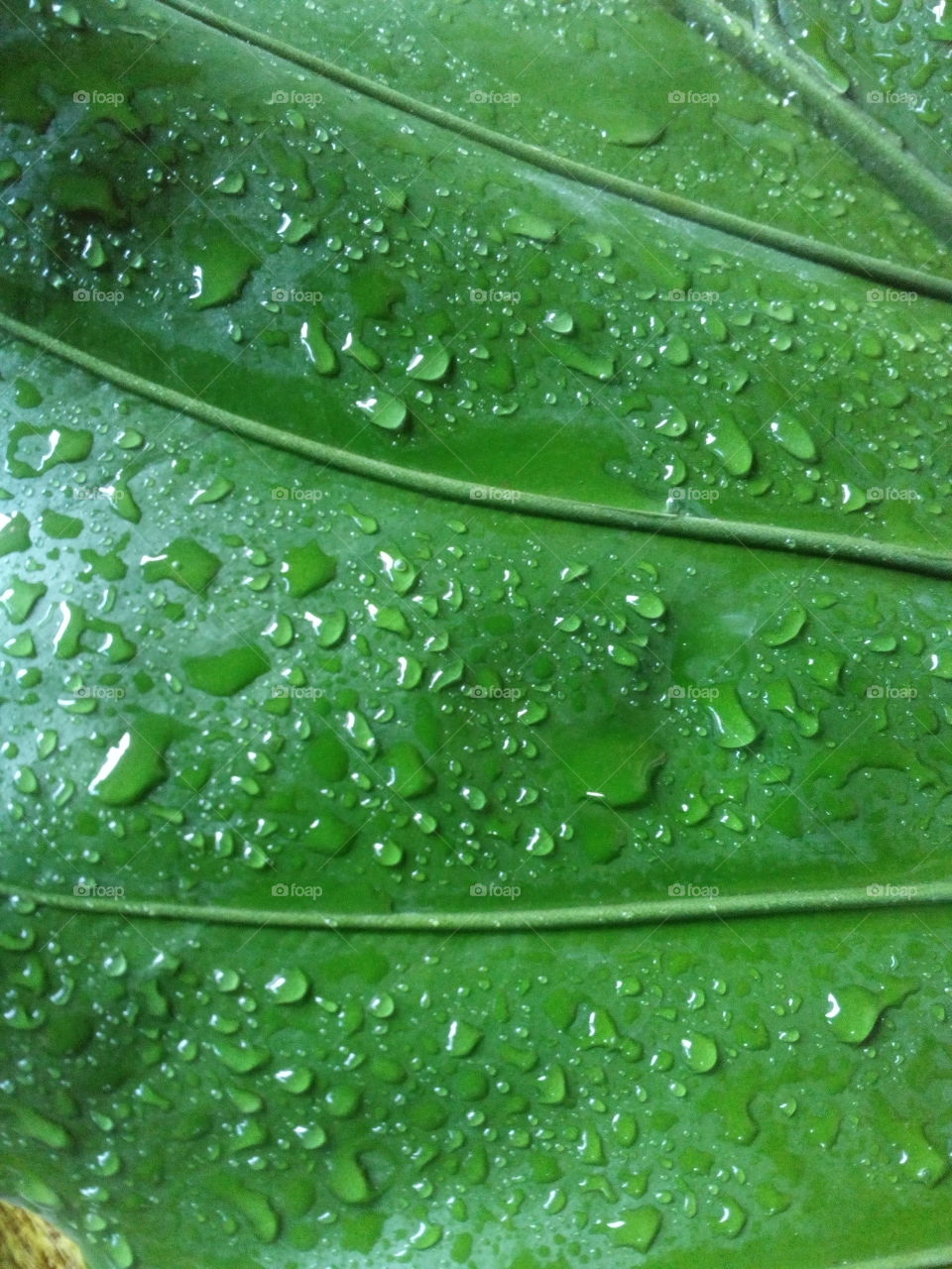 Water Droplets on a leaf