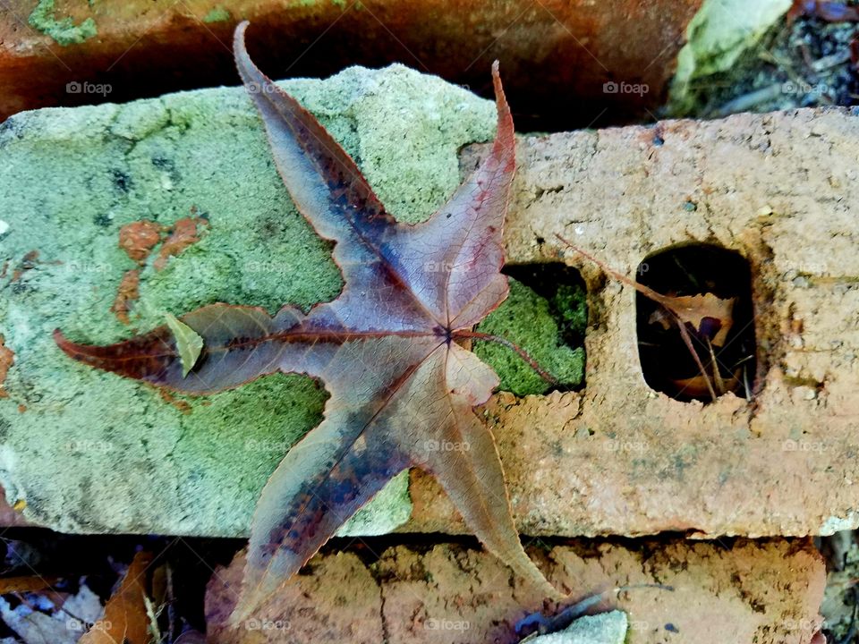 leaf on brick.