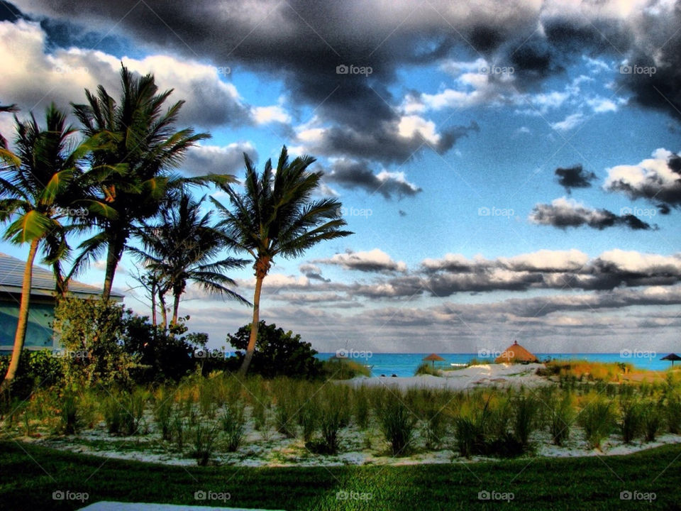 PALMS AND SEA