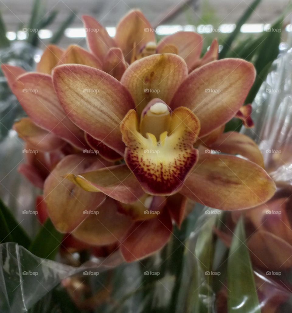 Orquidea  em vaso de plástico. A Orquidea,  aprecia umidade, mas não  tolera encharcamento. O vaso de plástico, deve ser bem vazado, com muitos furos embaixo  ou na lateral. Assim, ocorrerá o escoamento da água, evitando o apodrecimento das raízes...