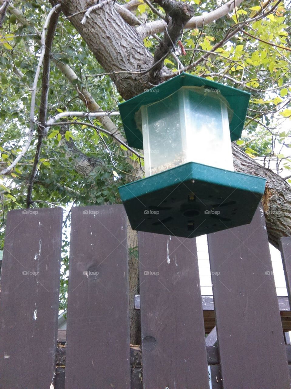 Wood, Birdhouse, Nature, Tree, Nest