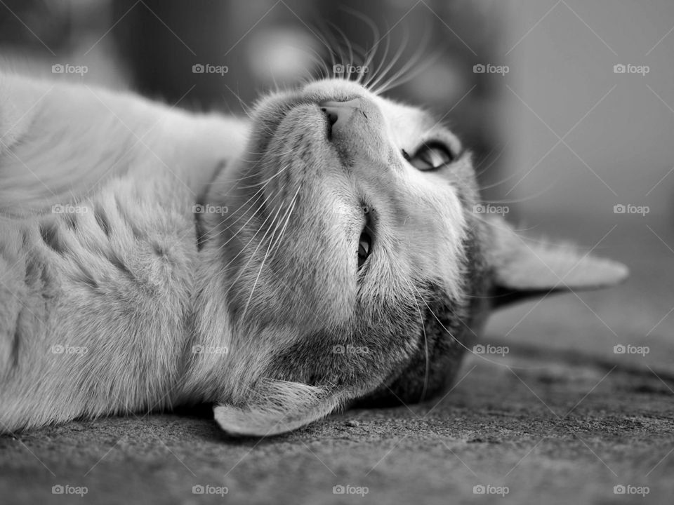 Furry cat looking up